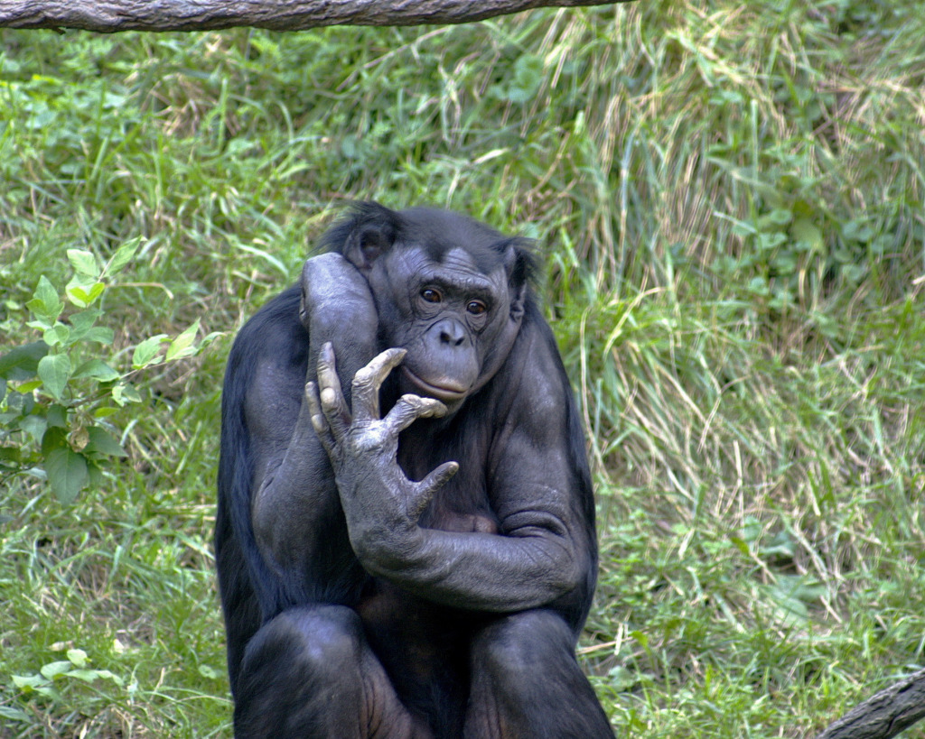 Bonobo_009